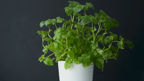 Closeup of the mint plant, light wind moving leaves Video stock 113922818