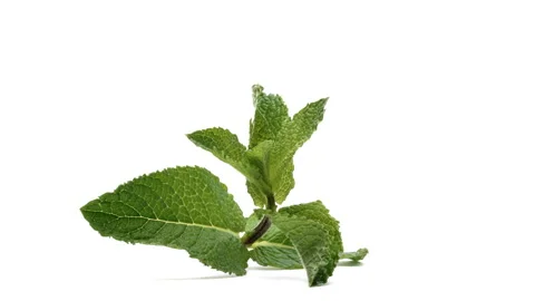 Closeup of mint stem with leaves rotating on the turntable. Isolated on white Stock-Footage 157051104