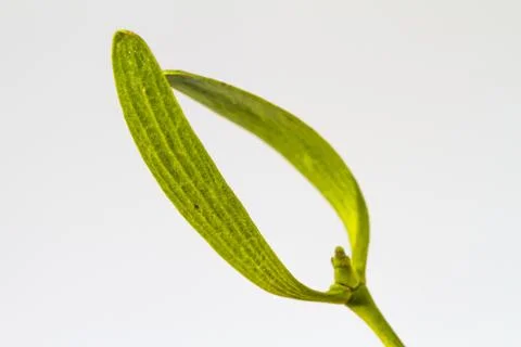 Closeup of a mistletoe  isolated on a white background Stock Photos