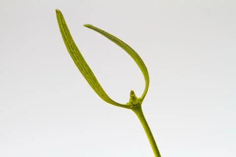 Closeup of a mistletoe isolated on a white background Stock Photos