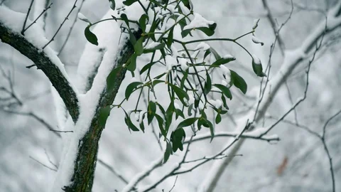 Closeup of mistletoe in snowy forest Stock Footage 70723873