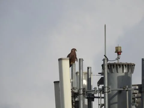 Closeup of mobile tower and eagle bird sitting above the tower with sky bac.. Fotos de archivo