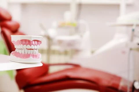 Closeup model of a human jaw with white teeth. jaw in dentistry. copy space. Stock Photos