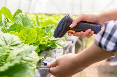 Closeup of modern farmer checking organic vegetables identification with ba.. 写真素材