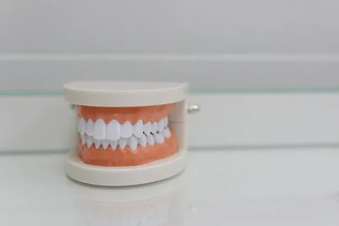 Closeup of modern human jaws model on table in dentist office Stock Photos