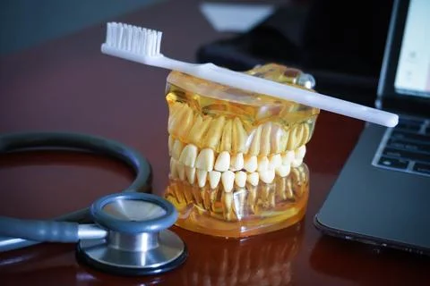 Closeup of modern jaws model with white toothbrush and stethoscope on table.. Stock Photos