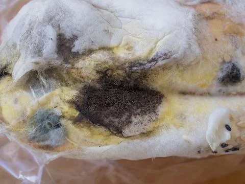 Closeup moldy bun in plastic pack, isolated bread with moldy, fungi texture Stock Photos