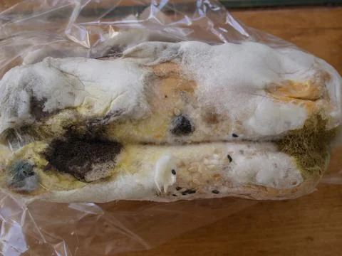 Closeup moldy bun in plastic pack, isolated bread with moldy, fungi texture Stock Photos