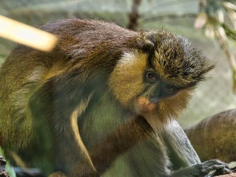 Closeup of Mona monkey sitting and looking toward at Kansas City Zoo Stock Photos