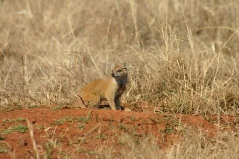 Closeup of a mongoose like creature Stock Photos