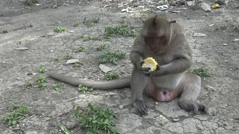 Closeup Monkey eating corn on ground. Stock Footage 76488583