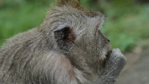 Closeup of a monkey eating something in nature forest. Stock-Footage 128562019