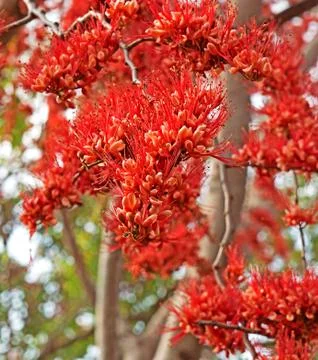 Closeup Monkey Flower Tree or Fire of Pakistan on Blurred Nature Background Stock Photos