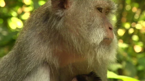 Closeup of Monkey at the Monkey Forest in Bali Stock Footage 41380457