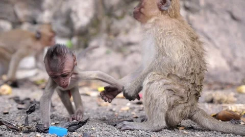 Closeup Monkey Outdoors Stock Footage 59147129