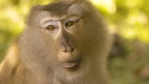 Closeup of monkey phuket thailand slowmotion 動画素材 88936889
