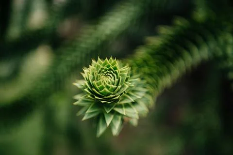 Closeup of Monkey Puzzle Tree Spiral Leaves Stock Photos