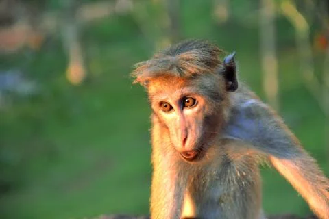 Closeup Monkey Sri Lanka Stock Photos