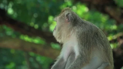 Closeup of a monkey walking across a tree branch on a beach. Stock Footage 312839308