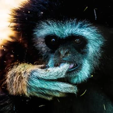 Closeup of monkey in zoo Stock Photos