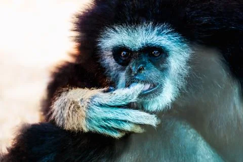 Closeup of monkey in zoo Stock Photos