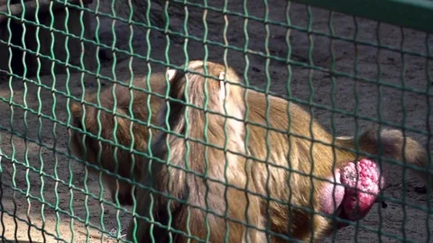 Closeup of monkeys in the cage in the zoo Stock Footage 76089535