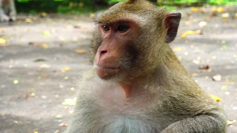 CloseUp Monkeys In Nature Video stock 110720311