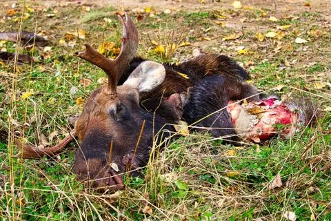 Closeup of a moose head and hide Stock Photos