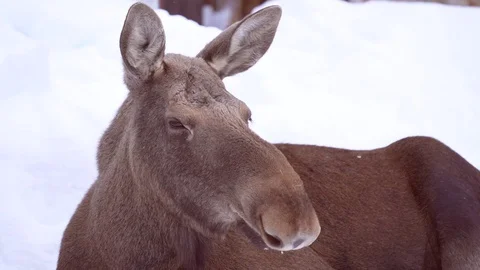 Closeup of moose head in winter background Stock Footage 129164850