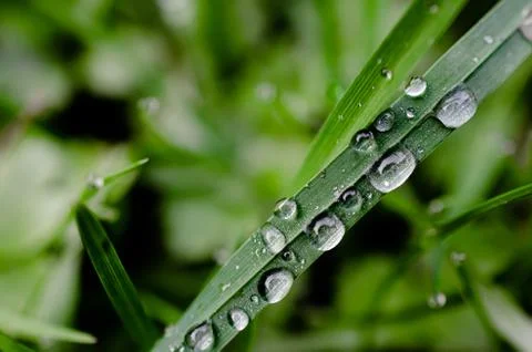 Closeup morning dew3 Stock Photos