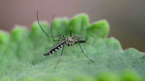 Closeup of a mosquito on a leaf Stock Footage 43934955