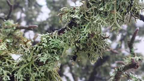 Closeup Of Moss And Lichen On Bark. Detailed Macro View Of Moss Growing On Stock Footage 335267848