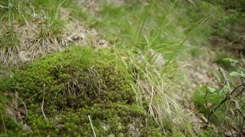 Closeup of Moss Video stock 171242715