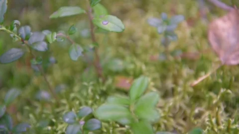 Closeup moss in forest Stock Footage 81879995