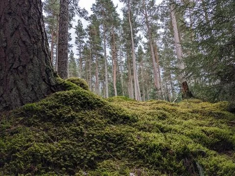 Closeup of Moss in a forest Stock Photos