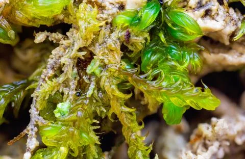 Closeup of moss plants covered by calcareous sinter Stock Photos