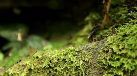 Closeup of moss on rocks in jungle Stock Footage 21829975