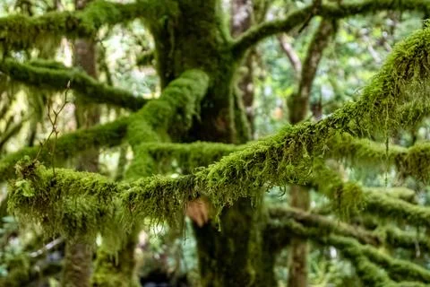 Closeup of a mosscovered tree in a dense forest Stock Photos