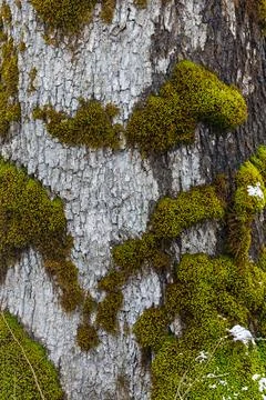Closeup Of Mossy Tree Bark Texture With Green Lichen Patches In Forest Land.. Stock Photos