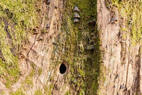 Closeup of a mossy tree stump in a forest. Backgrounds. Texture of Mossy tree Stock Photos