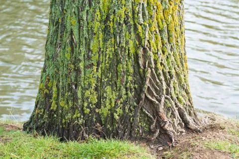 Closeup of mossy tree trunk Stock Photos