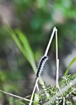 Closeup of moth caterpillar Stock Photos