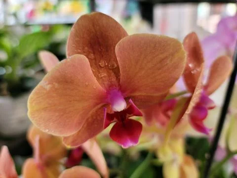 Closeup of moth orchid Stock Photos