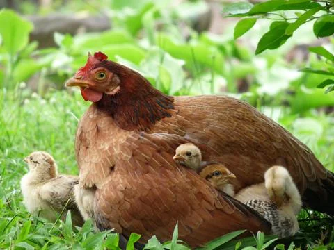 Closeup mother hen, three cute chicks under her wing, one beside her Stock Photos