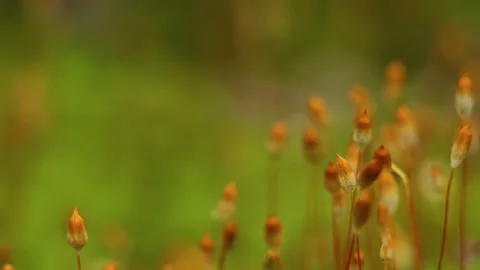 Closeup motion past bright dry bog plants tremble in wind 스톡 동영상 101050137
