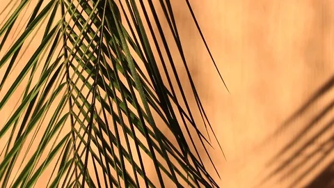 Closeup the motion of shadow palm leaves on a wall background. Stock Footage 106698511