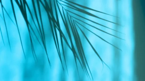 Closeup the motion of shadow palm leaves on a wall background. Stock Footage 106698512