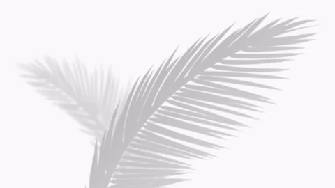 Closeup the motion of shadow palm leaves on a white wall background. Stock Footage 124562225