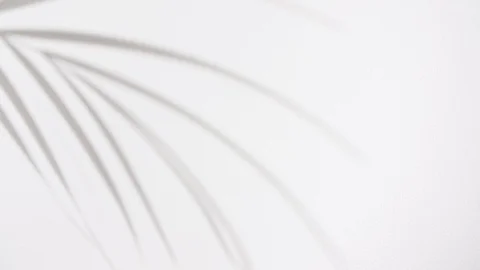 Closeup the motion of shadow tropical palm leaves on a white wall background Stock-Footage 128319943