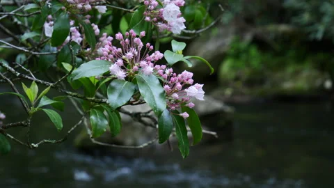 Closeup of Mountain Laurel blooms on the headwaters of the Chattahoochee River Stock Footage 334077757